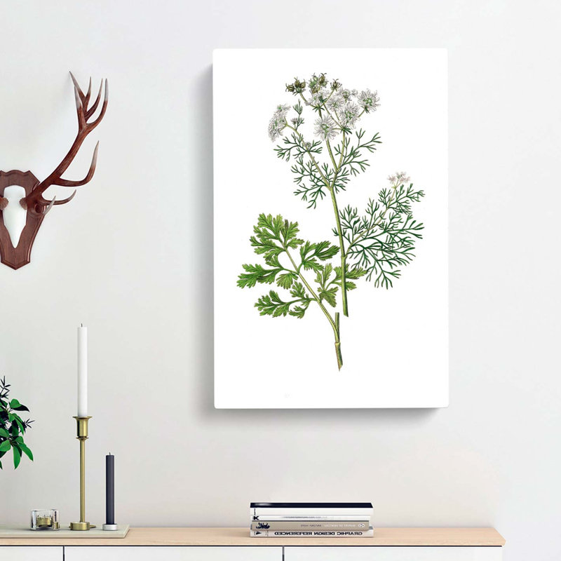 Coriander Flowers Illustration - Wrapped Canvas Painting, 50cm H x 35cm W x 3cm D