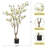 5ft White Magnolia Tree In Pot