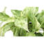 Live Marble Queen Pothos Plant-49662260