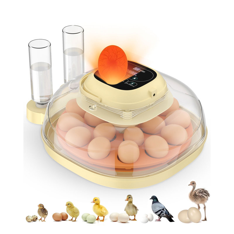 Egg Incubator