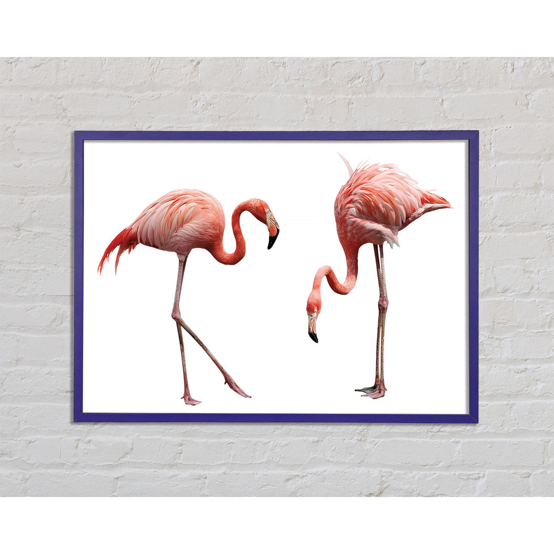 Finis Pink Flamingo Duo Gerahmter Druck Wandkunst