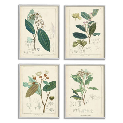 " Vintage Floral Anatomy Illustration Latin Study " 4 - Pieces
