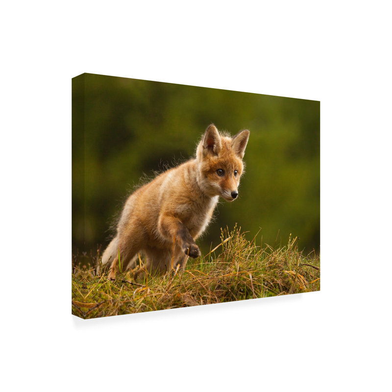 Bolog Robert Adamec Fox Canvas Art, 14" H x 19" W