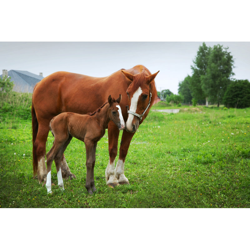 Two Horses by PumpizoldA - Wrapped Canvas Print, 30cm H x 46cm W