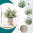 Tabletop Tree