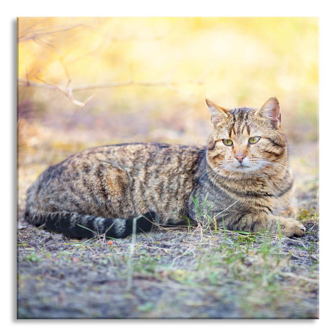 Glasbild Ruhende Katze im Wald