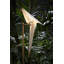 Perch LED Floor Lamp
