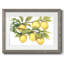 " Ripe For Picking II "-1081870855-1081870908
