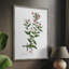 Rose Botanical III, reproduction encadrée - bois massif 47459-1707745679
