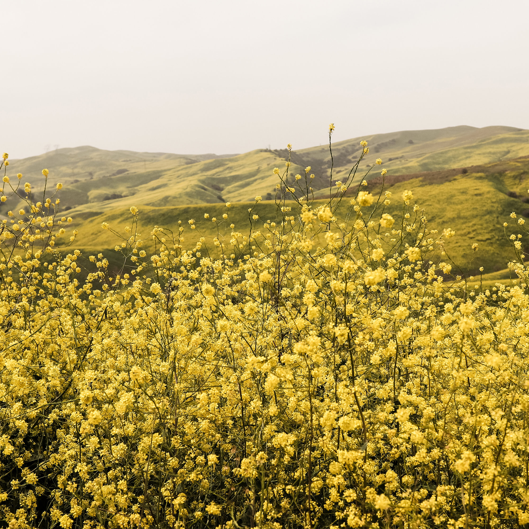 Spring Is Here Yellow Wildflowers by By Brije, Black Framed Paper, Yes, 12" H x 12" W x 0.75" D