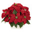 Poinsettias artificielles
