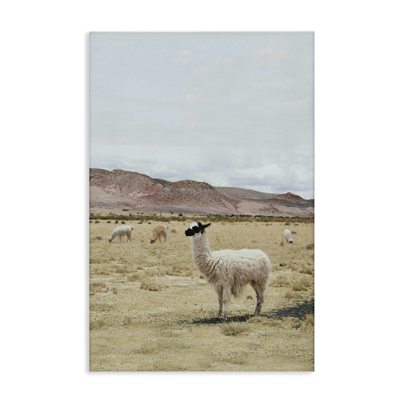 Art mural sur toile Wild Alpacas in Desert par Sissi et Seb, H 24 po x l 16 po