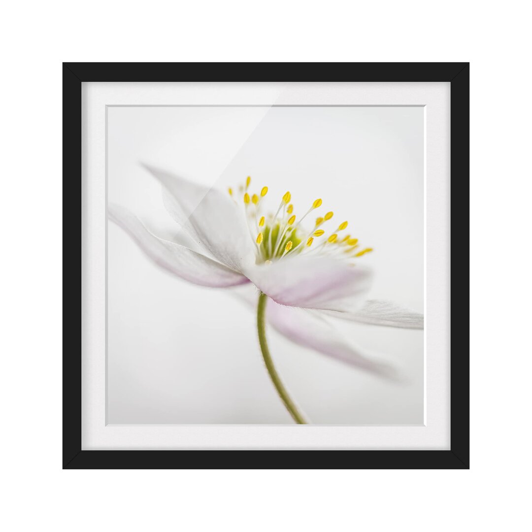 Gerahmtes Poster Anemone