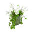 Magnolias and Succulents Arranged in Glass Vase