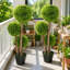 90 Plant
