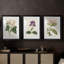 Antique Botanical Collection-369162315