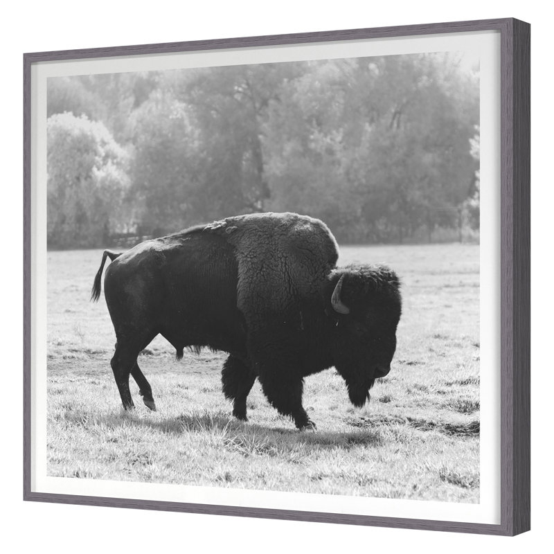 Bison Fall Print by Chris Dunker, 29" H x 29" W, Gray Framed