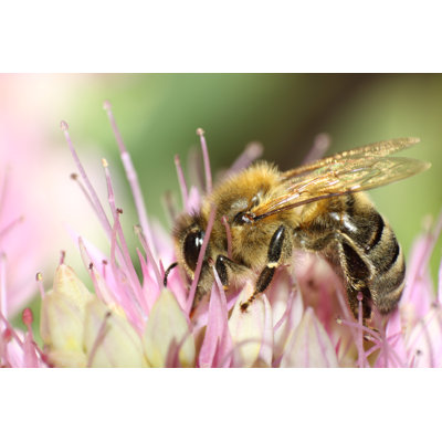 Everalda  Bee - Wrapped Canvas Print