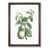 Walnut Framed selected