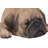 Pug Puppy Sleeping Statue