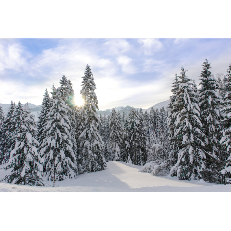 Alpine Spruce Forest by Starryvoyage - Wrapped Canvas Print, 81cm H x 122cm W x 3.8cm D