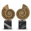 Ammonite Object Decor