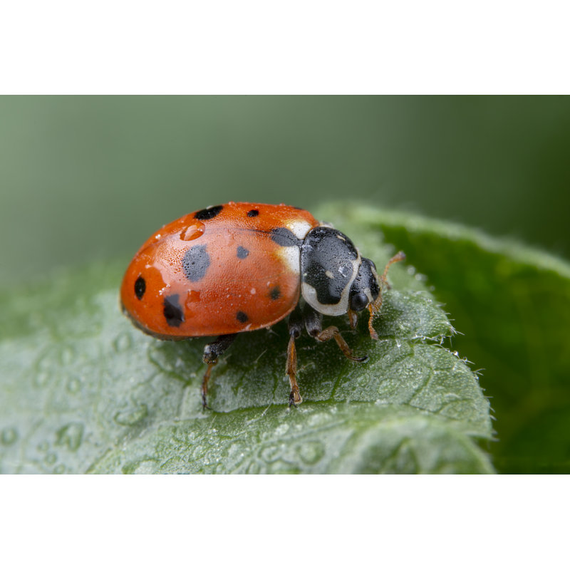 Kaper Ladybug - Wrapped Canvas Print, 30cm H x 46cm W x 3.8cm D
