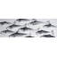 «Gray School Of Fish 1» sur