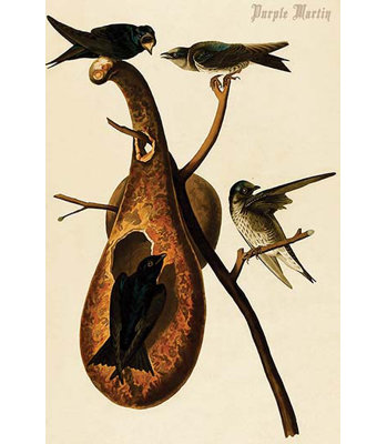 Purple martin-impression d’art graphique