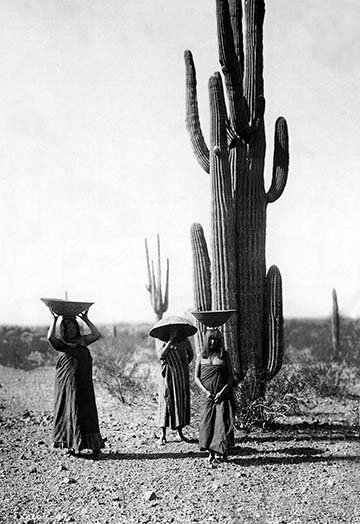 Saguaro gatherers, reproduction de photo, H 42 po x l 28 po x P 1,5 po