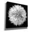  «Dahlia 1 Bw» par Debra Van Swearingen, art mural sur toile, 26 po x 26 po