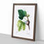 Fig Tree by Pierre-Joseph Redoute - Picture Frame Graphic Art Print on MDF-55609467-55609468