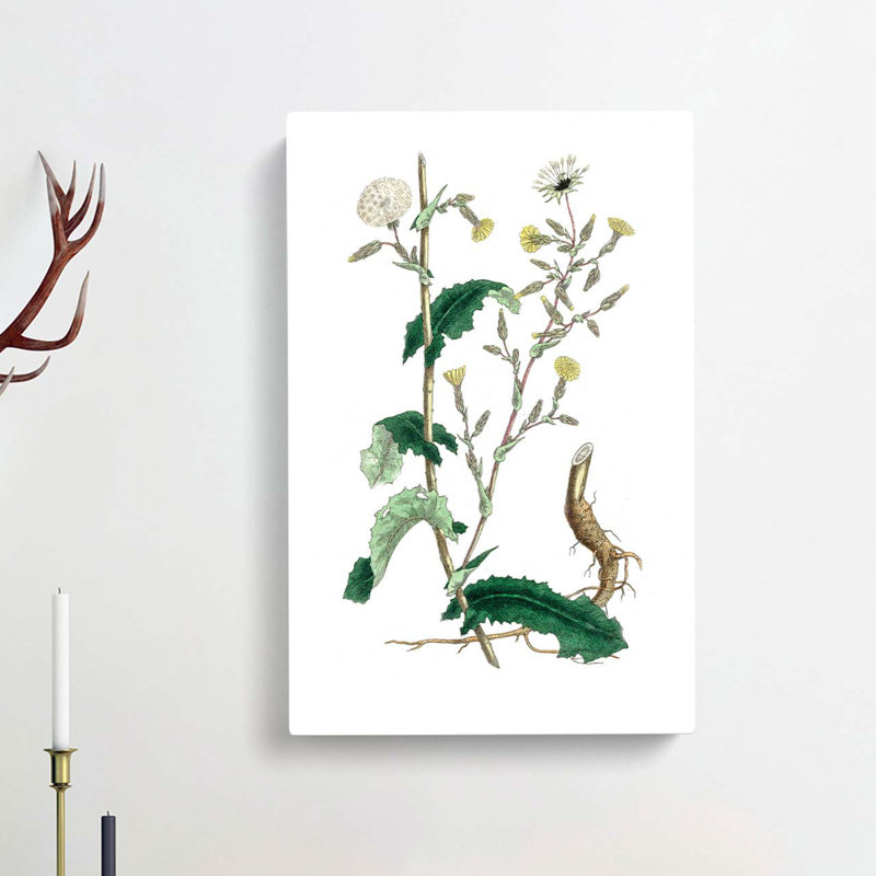 Wild Lettuce Illustration - Wrapped Canvas, 76cm H x 50cm W x 3cm D