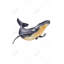 Reproduction d'aquarelle de baleine bleue sur toile