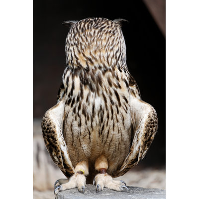 " Owl With Turned Head "