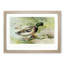 Mallard Duck by J.L. Ridgway - Picture Frame Art Print-55576700-55576699