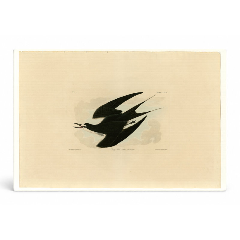 Sooty Tern (Plate CCxxxv) - Art mural sur toile paysage, 18" W x 12" H