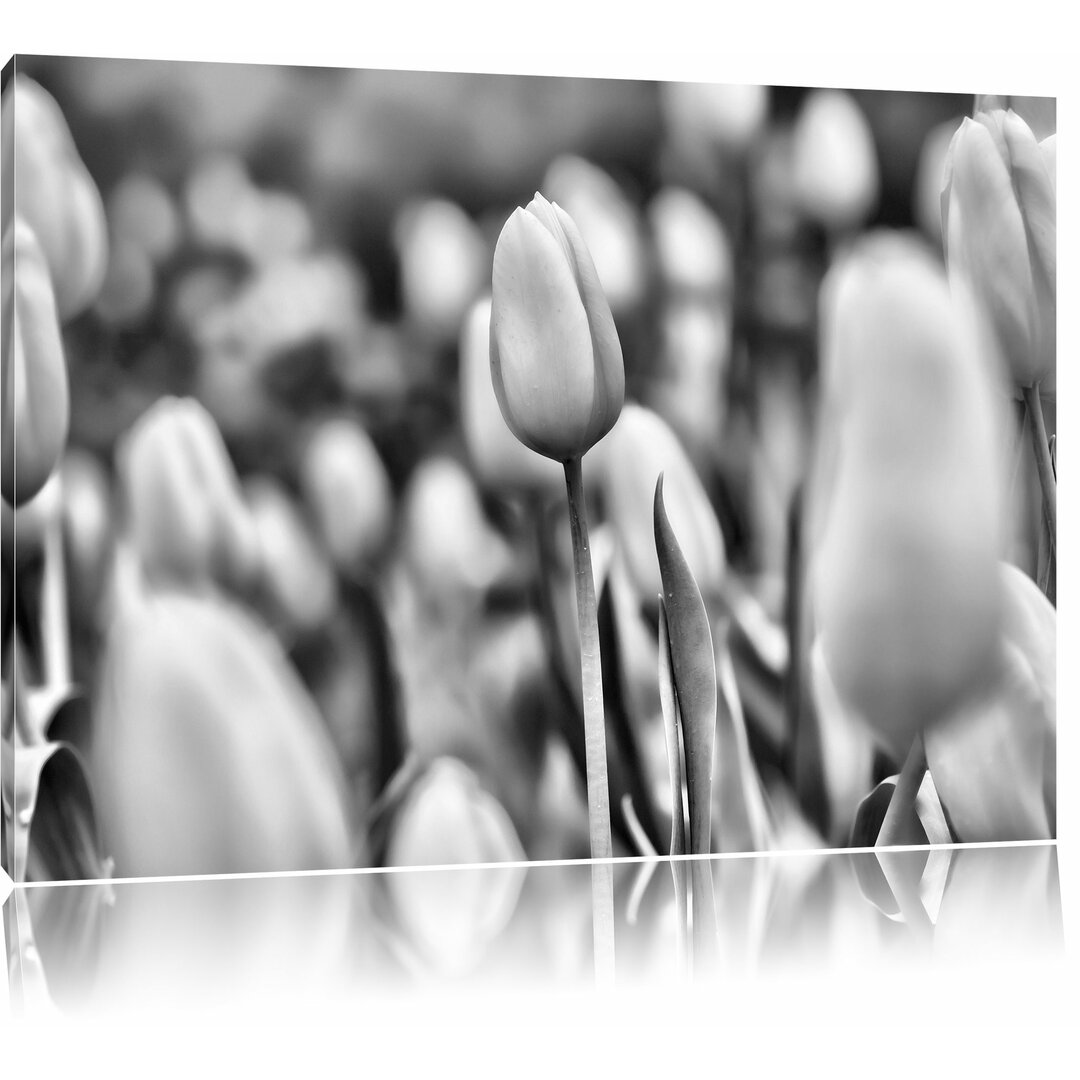 Leinwandbild Gelbe Tulpen im Frühling in Monochrom