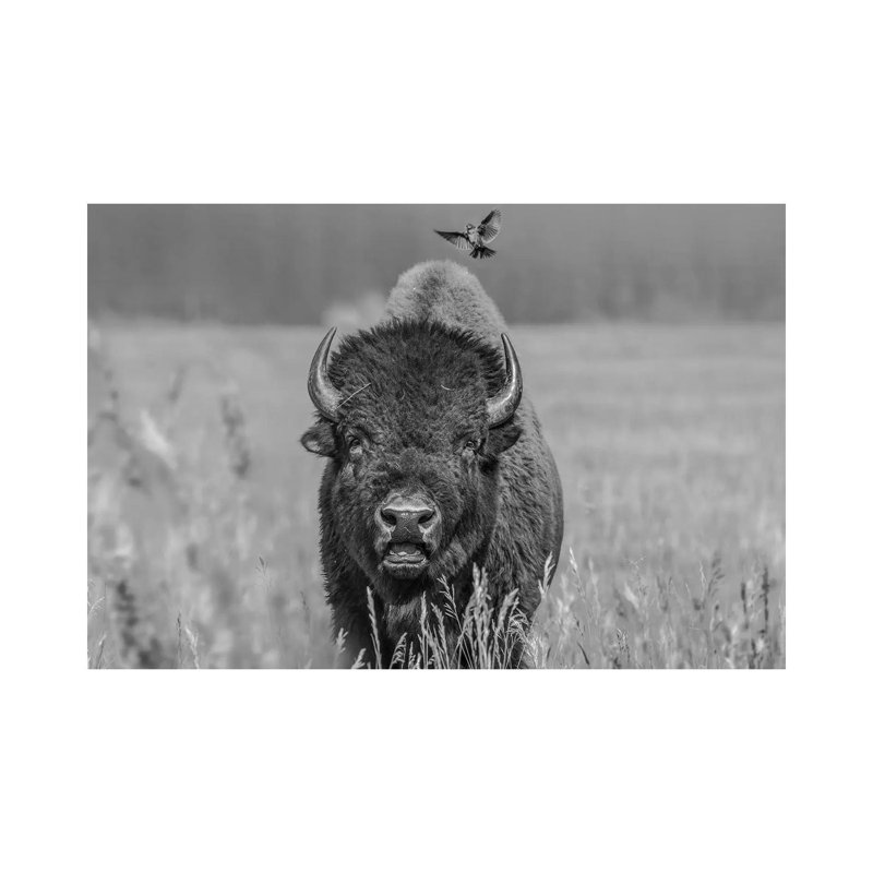 American Bison Bull With Landing Female Brown-Headed Cowbird, Grand Teton National Park, Wyoming - Wrapped Canvas Print