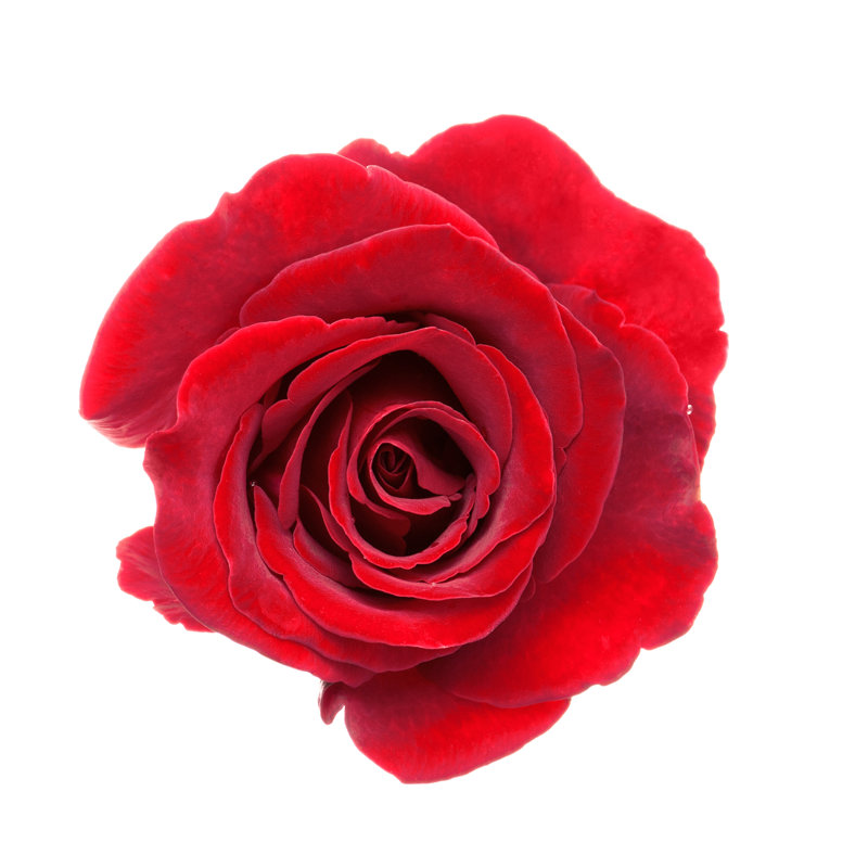 Beautiful Red Rose - Wrapped Canvas Print, 51cm H x 51cm W