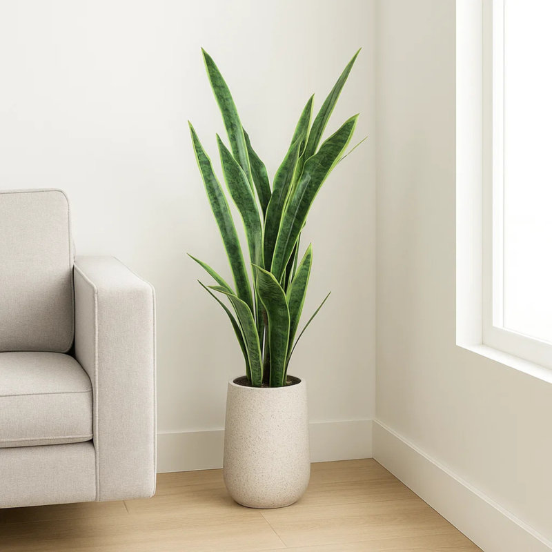 Snake Plant Drop-In