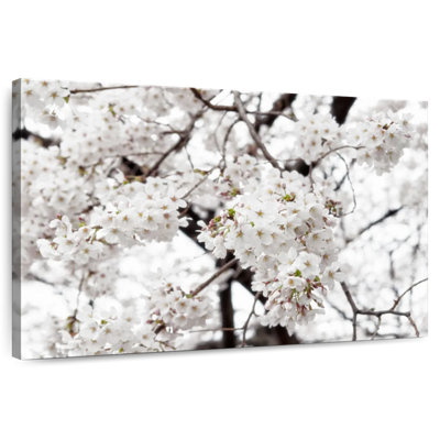 Harnek White Sakura Cherry Blossom