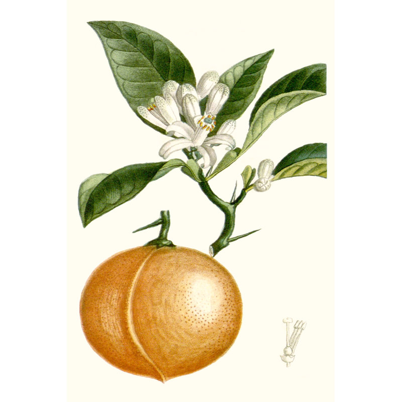 «Turpin Fruit IV», peinture sur toile, H 18 po x l 12 po