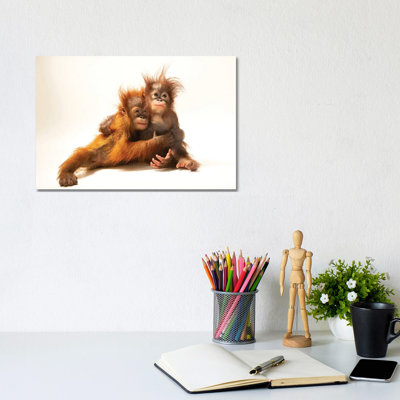 Sumatran Orangutan And Bornean Orangutan At The Taman Safari In Bogor, West Java, Indonesia by Joel Sartore - Gallery-Wrapped Canvas Giclée on Canvas