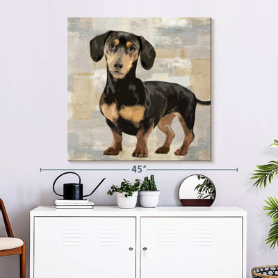 Portrait de teckel Brampt