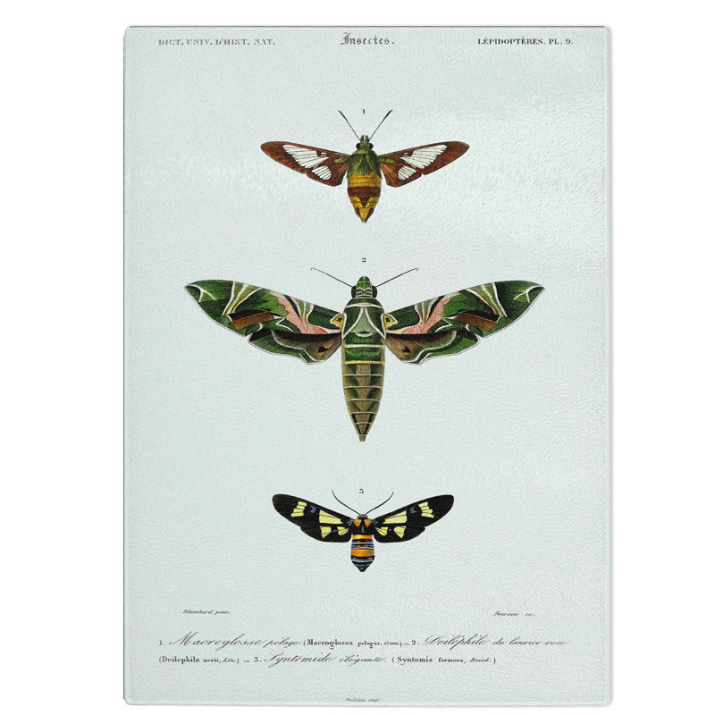 Glass Moth Illustrations Pl. 9 by Charles D' Orbigny Chopping Board, 28.5 cm W x 20 cm L