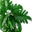 50cm Faux Plant
