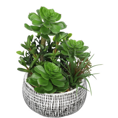 25.4cm Plant