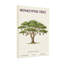 Plantes et fleurs singes, Fabacées, arbre à feuilles caduques, tropical, 15 à 25 m-543133045