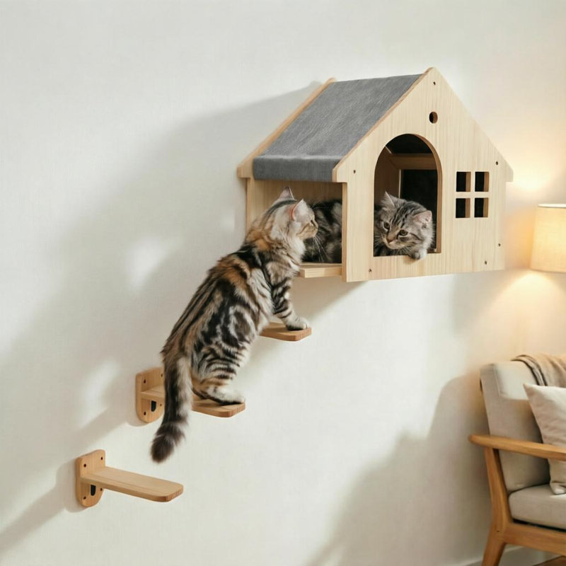 Marches d'escalade avec chat